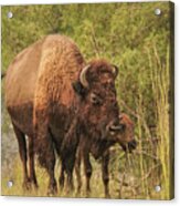 Bison Mother And Calf Acrylic Print
