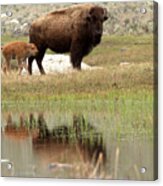 Bison Red Dog With A Wary Eye Acrylic Print