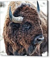 Bison The Mighty Beast Acrylic Print