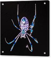 Black And Blue Spider Acrylic Print