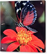 Black And Red Butterfly On Red Flower Acrylic Print