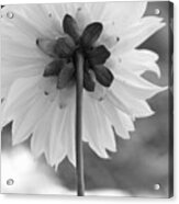 Black And White Dahlia 2 Acrylic Print