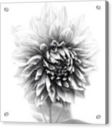 Black And White Dahlia Acrylic Print