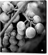 Black And White Grapes Acrylic Print