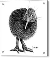 Black And White Kiwi Bird Of New Zealand Acrylic Print