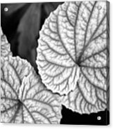 Black And White Leaves Abstract Acrylic Print