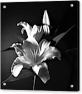 Black And White Lily Flower For Home Decor Wall Prints Acrylic Print