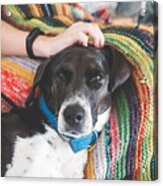 Black And White Pointer Dog Resting On A Sofa On A Colorful Knitted Blanket Being Pet By A Human Acrylic Print