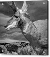 Black And White Portrait Photograph Of Pronghorn Antelope Acrylic Print