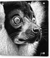 Black And White Ruffed Lemur Acrylic Print
