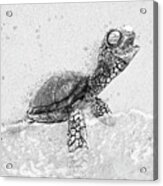 Black And White Sea Turtle On Beach Acrylic Print