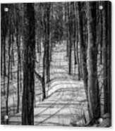 Black And White Tracks In The Woods Acrylic Print