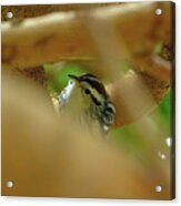 Black-and-white Warbler Acrylic Print