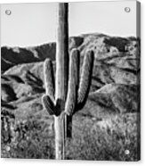 Black Arizona Series - Giant Cactus Ii Acrylic Print