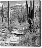 Black Arizona Series - Path Through Cacti Acrylic Print