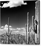 Black Arizona Series - Saguaro Cactus Desert Acrylic Print