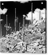 Black Arizona Series - Saguaro Cactus Hill Acrylic Print