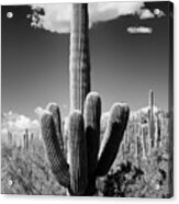 Black Arizona Series - The Saguaro Cactus Acrylic Print