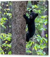 Black Bear Cub Climbing Up Tree Trunk Acrylic Print