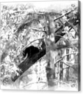 Black Bear Cub In Tree Paintography Acrylic Print