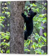 Black Bear Cub Mouth Open Climbing Up Tree Trunk Acrylic Print