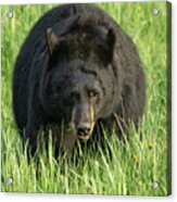 Black Bear Eating Grass In Yellowstone Acrylic Print