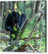 Black Bear Eating Leaves On A Log On The Forest Floor Acrylic Print