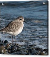 Black-bellied Plover And Seafoam Acrylic Print