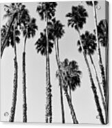 Black California Series - Palm Trees Beverly Hills Acrylic Print