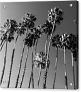 Black California Series - Palm Trees Family Acrylic Print