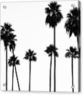 Black California Series - Palm Trees L.a Acrylic Print