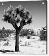 Black California Series - The Joshua Tree Acrylic Print