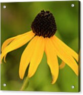 Black Eyed Susan Acrylic Print