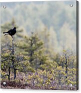 Black Grouse On Top Of A Small Pine Acrylic Print