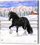 Black Gypsy Vanner Irish Cob Tinker Draft Horse In Snow Acrylic Print