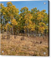 Black Hills Aspens Golden Color Acrylic Print