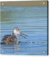 Black-necked Stilt Chick 2646-060622-2 Acrylic Print