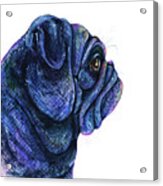 Black Pug Acrylic Print