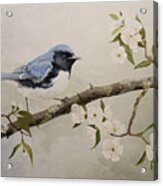 Black-throated Blue Warbler Acrylic Print