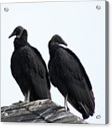 Black Vultures Acrylic Print