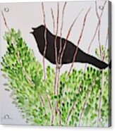 Blackbird Singing Acrylic Print