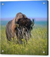 Blades Of Grass In Front Of Bison Face Acrylic Print