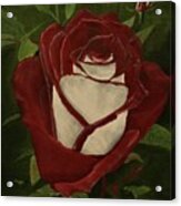 Blood Rose Acrylic Print