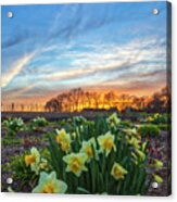 Blooming Daffodils At The Belkin Lookout Farm Acrylic Print