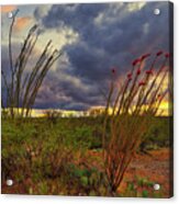 Blooming Ocotillos At Sunset Acrylic Print