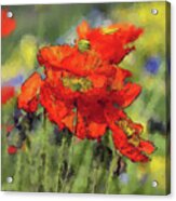 Blooming Poppies Acrylic Print
