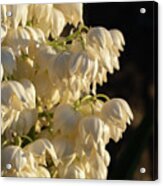 Blossoms Of A Yucca Palm In The Golden Sunlight 2 Acrylic Print