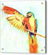 Blue And Gold Macaw Parrot Bird Watercolor Painting Acrylic Print