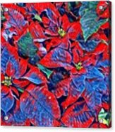 Blue And Red Poinsettias Acrylic Print