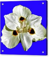 Blue Back Flower Acrylic Print